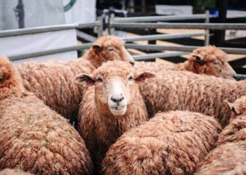 La cría de ovejas y cabras muestran un importante crecimiento