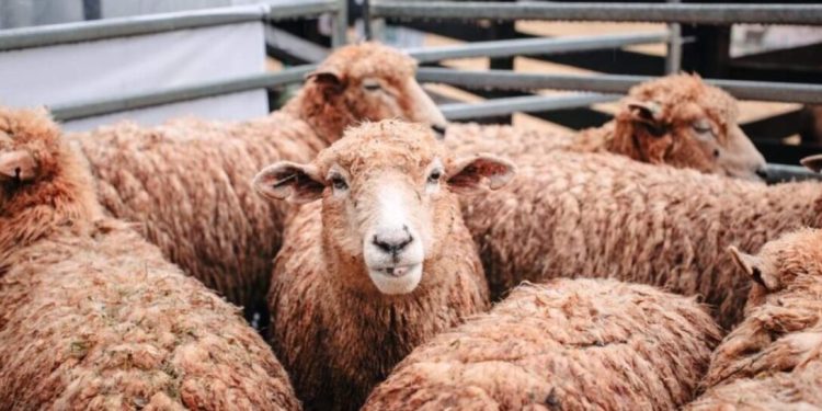 La cría de ovejas y cabras muestran un importante crecimiento