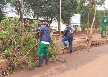 Posadas: refuerzan labores en desobstrucción de drenajes y remoción de árboles caídos
