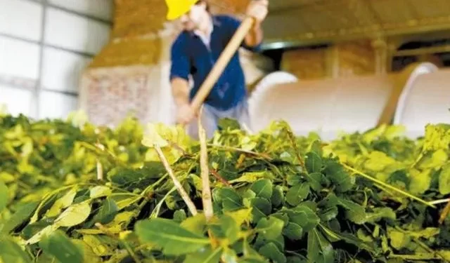 Dictan nuevo curso sobre producción orgánica aplicada a la yerba mate y al té