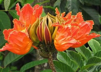 Buscan erradicar un árbol que pone en peligro a las poblaciones de abejas en la provincia