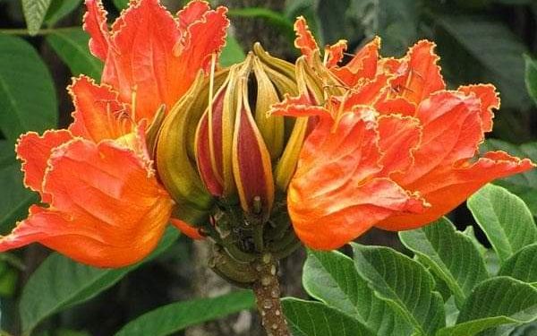 Buscan erradicar un árbol que pone en peligro a las poblaciones de abejas en la provincia