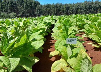 Histórica cosecha de tabaco burley producido mediante la aplicación de bioinsumos