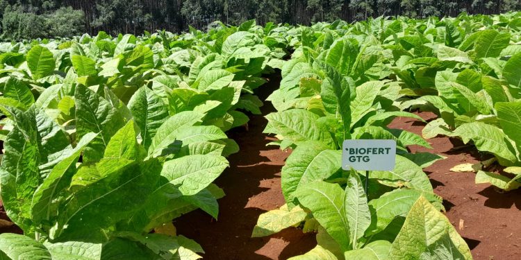 Histórica cosecha de tabaco burley producido mediante la aplicación de bioinsumos