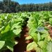 Histórica cosecha de tabaco burley producido mediante la aplicación de bioinsumos