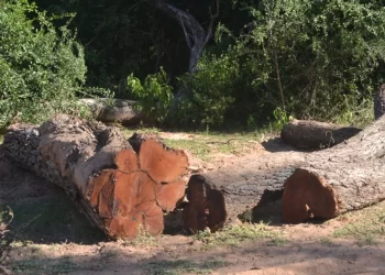 Chaco: decreto oficial corre al Ministerio de Ambiente de la protección de los bosques nativos y los pone nuevamente en riesgo