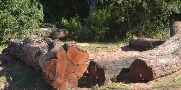 Chaco: decreto oficial corre al Ministerio de Ambiente de la protección de los bosques nativos y los pone nuevamente en riesgo