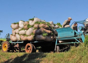 Las lluvias trajeron grandes beneficios a la producción de té y yerba mate
