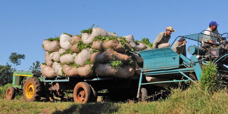 Las lluvias trajeron grandes beneficios a la producción de té y yerba mate