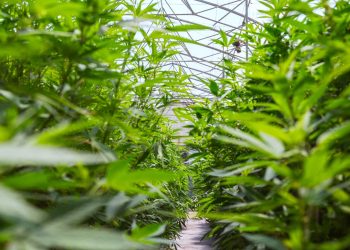 Biofábrica Misiones abre camino para nuevos productos a partir del cannabis medicinal