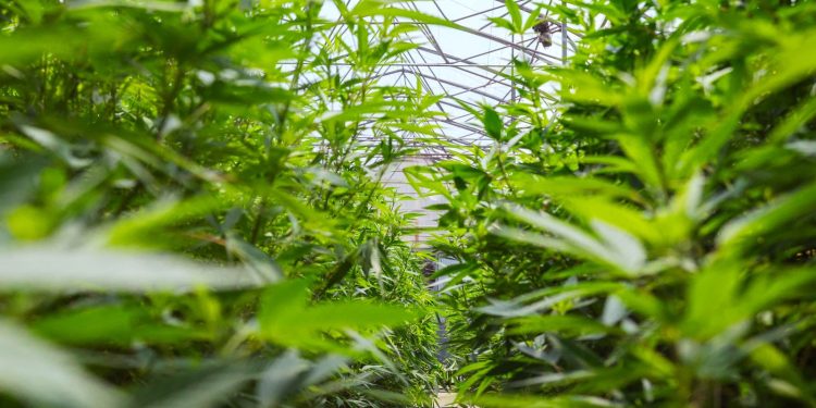 Biofábrica Misiones abre camino para nuevos productos a partir del cannabis medicinal