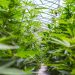 Biofábrica Misiones abre camino para nuevos productos a partir del cannabis medicinal