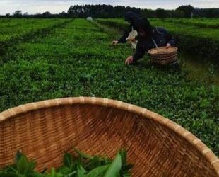 Misiones marcando el rumbo: Nación promulgó la ley que otorga beneficios fiscales para la producción orgánica