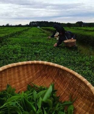 Misiones marcando el rumbo: Nación promulgó la ley que otorga beneficios fiscales para la producción orgánica