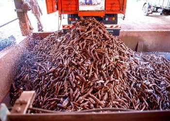 Misiones es la principal proveedora de fécula de mandioca del país