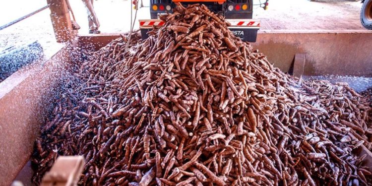 Misiones es la principal proveedora de fécula de mandioca del país