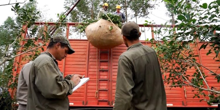 El INYM definió el encuadre para las actividades de Comercializador y de Prestador de Servicio Cosecha y Flete
