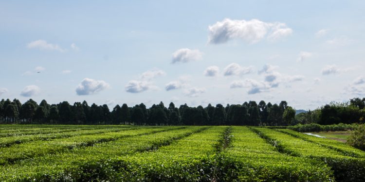 Desde el inicio de la zafra, se actualizó un 30% el precio del brote de té