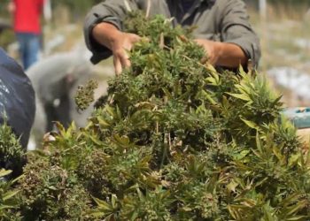 Nueva cosecha de cannabis medicinal y más inversiones