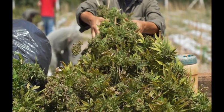 Nueva cosecha de cannabis medicinal y más inversiones