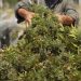 Nueva cosecha de cannabis medicinal y más inversiones