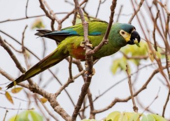 Presentaron el Proyecto Maracaná, buscando la recuperación de una especie extinta en el país