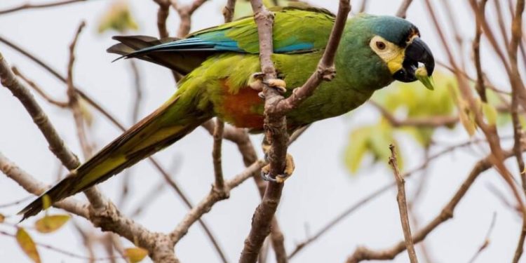 Presentaron el Proyecto Maracaná, buscando la recuperación de una especie extinta en el país
