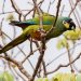 Presentaron el Proyecto Maracaná, buscando la recuperación de una especie extinta en el país
