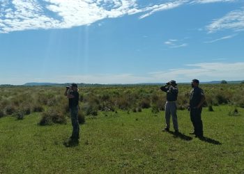 Ciervos Axis en Misiones: se intensificó el relevamiento y monitoreo de los ejemplares