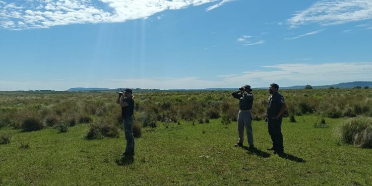 Ciervos Axis en Misiones: se intensificó el relevamiento y monitoreo de los ejemplares