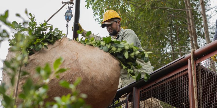El INYM considera que se logró uno los mayores aumentos para el precio para la yerba