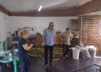 El Gobierno de Misiones potencia al sector tealero para que sea reconocido a nivel nacional e internacional