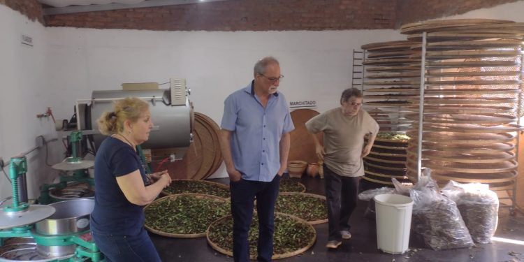 El Gobierno de Misiones potencia al sector tealero para que sea reconocido a nivel nacional e internacional