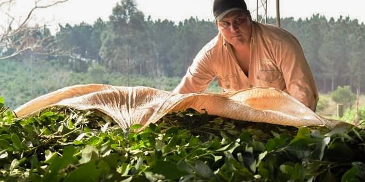 Preocupación en el sector yerbatero por el DNU de Milei