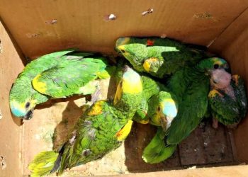 Detuvieron a traficantes que pretendían vender loros habladores en Piñalito Sur