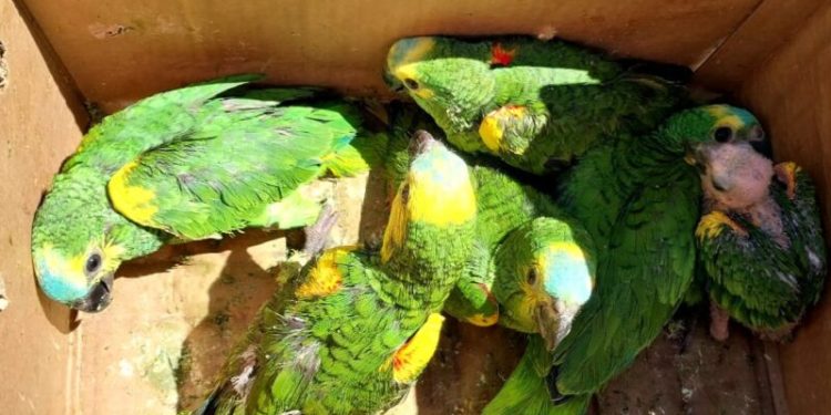 Detuvieron a traficantes que pretendían vender loros habladores en Piñalito Sur