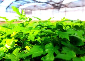 Plantines de mora de alta calidad para potenciar la sericicultura en la provincia