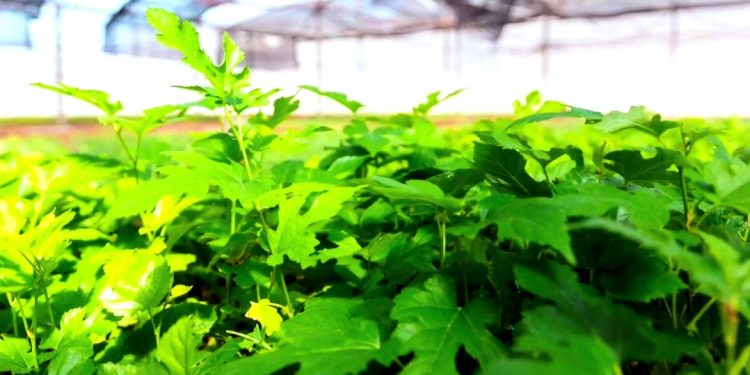 Plantines de mora de alta calidad para potenciar la sericicultura en la provincia