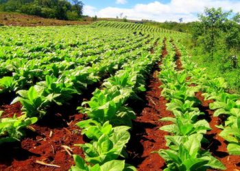 El acopio de tabaco comenzará la próxima semana en toda la provincia