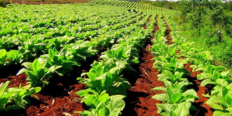 El acopio de tabaco comenzará la próxima semana en toda la provincia