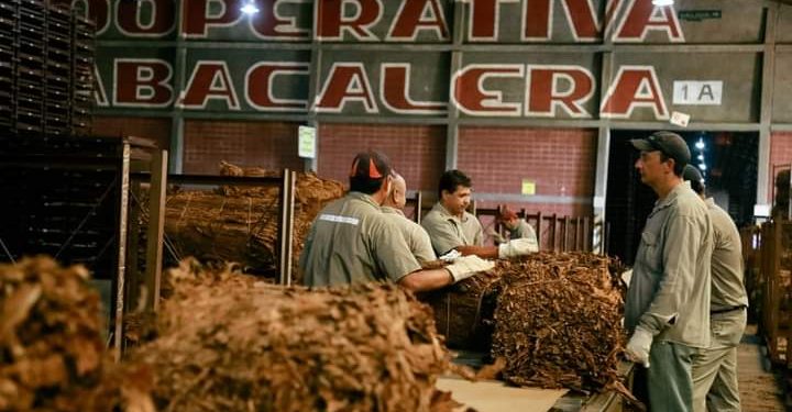 A partir del 4 de marzo, se pagará $2.800 por kg a productores tabacaleros