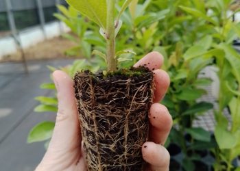 Yerba mate: la importancia del sustrato en los plantines