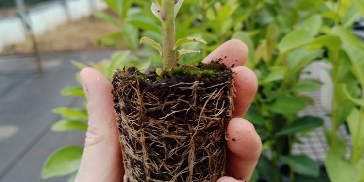 Yerba mate: la importancia del sustrato en los plantines