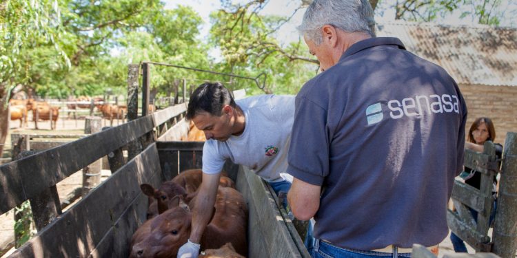 Se inicia la primera campaña anual 2024 de vacunación contra la fiebre aftosa
