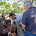 Se inicia la primera campaña anual 2024 de vacunación contra la fiebre aftosa