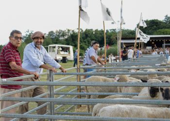 San José: con 140 cabezas en pista se realizó con éxito el primer remate nocturno de animales menores