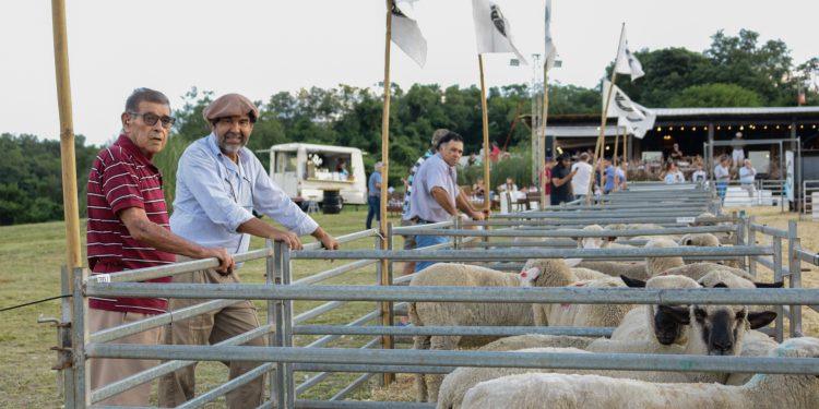 San José: con 140 cabezas en pista se realizó con éxito el primer remate nocturno de animales menores