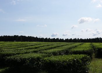 López Sartori: “La provincia inyectó 800 millones y la producción de té aumentó 40% respecto al año pasado”