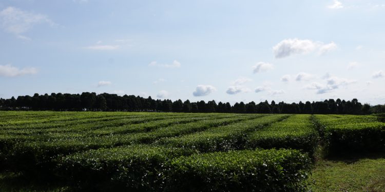 López Sartori: “La provincia inyectó 800 millones y la producción de té aumentó 40% respecto al año pasado”