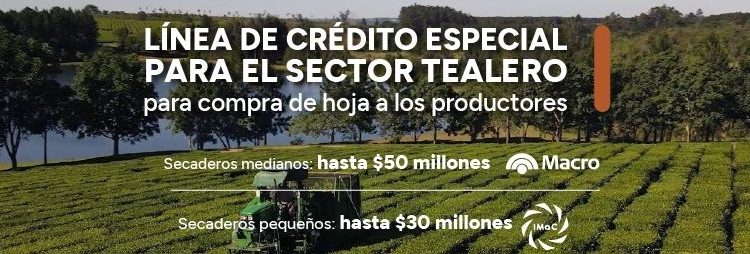 La nueva línea de crédito especial para secaderos de té ya otorgó financiamiento por $270 millones
